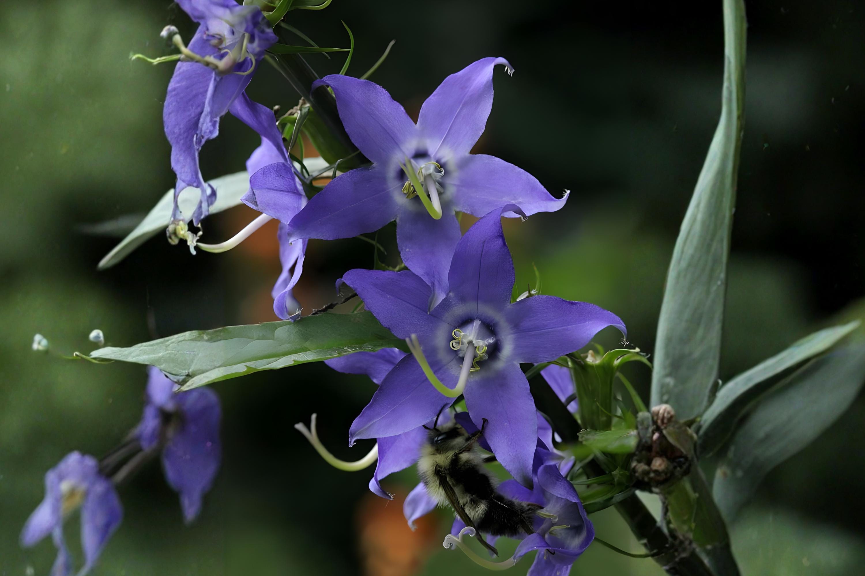 Tall Bellflower Seeds 100 Pack | Native Wildflower with Violet-Blue Bell-Shaped Flowers | Campanula americana