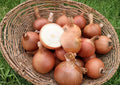 Sweet Spanish Colorado #6 Onion Seeds – Heirloom Vegetable Garden Seeds for Growing (50 Seeds)