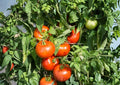 Rutgers Tomato Seeds – 30 Heirloom Vegetable Seeds for Slicing Tomatoes – Non-GMO, Organic, Heirloom, Garden, Fruit Seeds