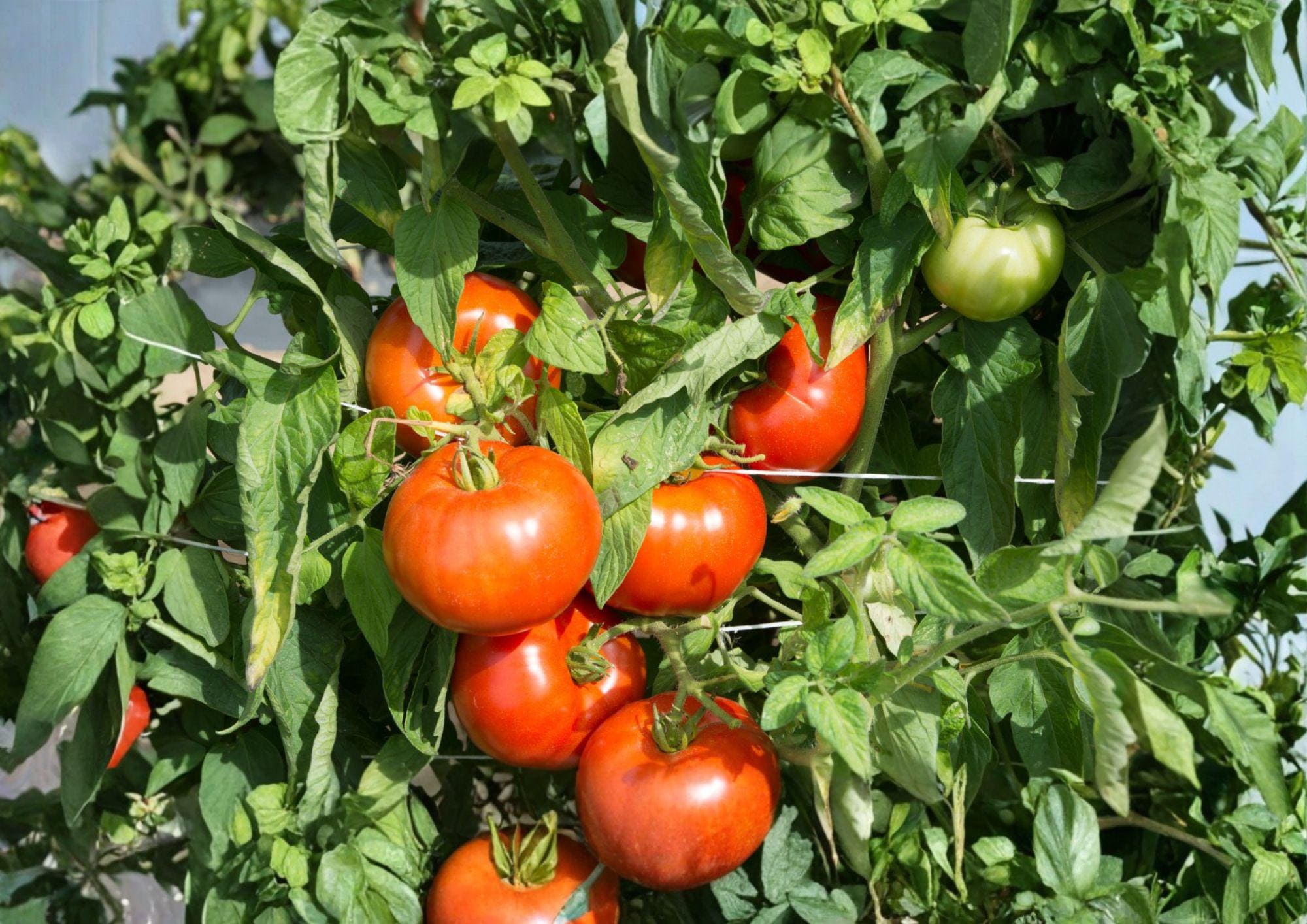 Rutgers Tomato Seeds – 30 Heirloom Vegetable Seeds for Slicing Tomatoes – Non-GMO, Organic, Heirloom, Garden, Fruit Seeds