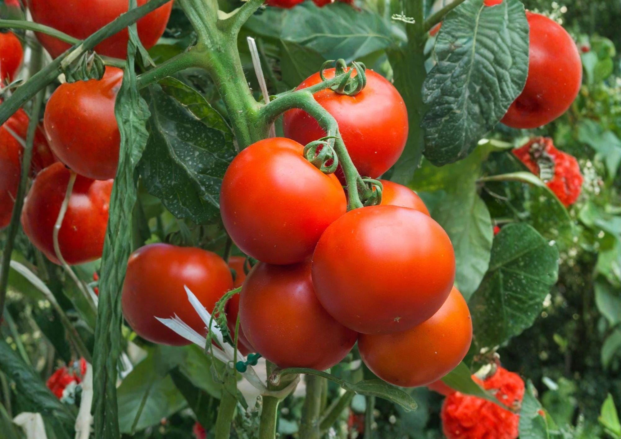 Super Sioux Tomato Seeds – Heirloom Red Slicing Variety, Heat Tolerant, Fast Growing, Garden Planting, Vegetable Seeds