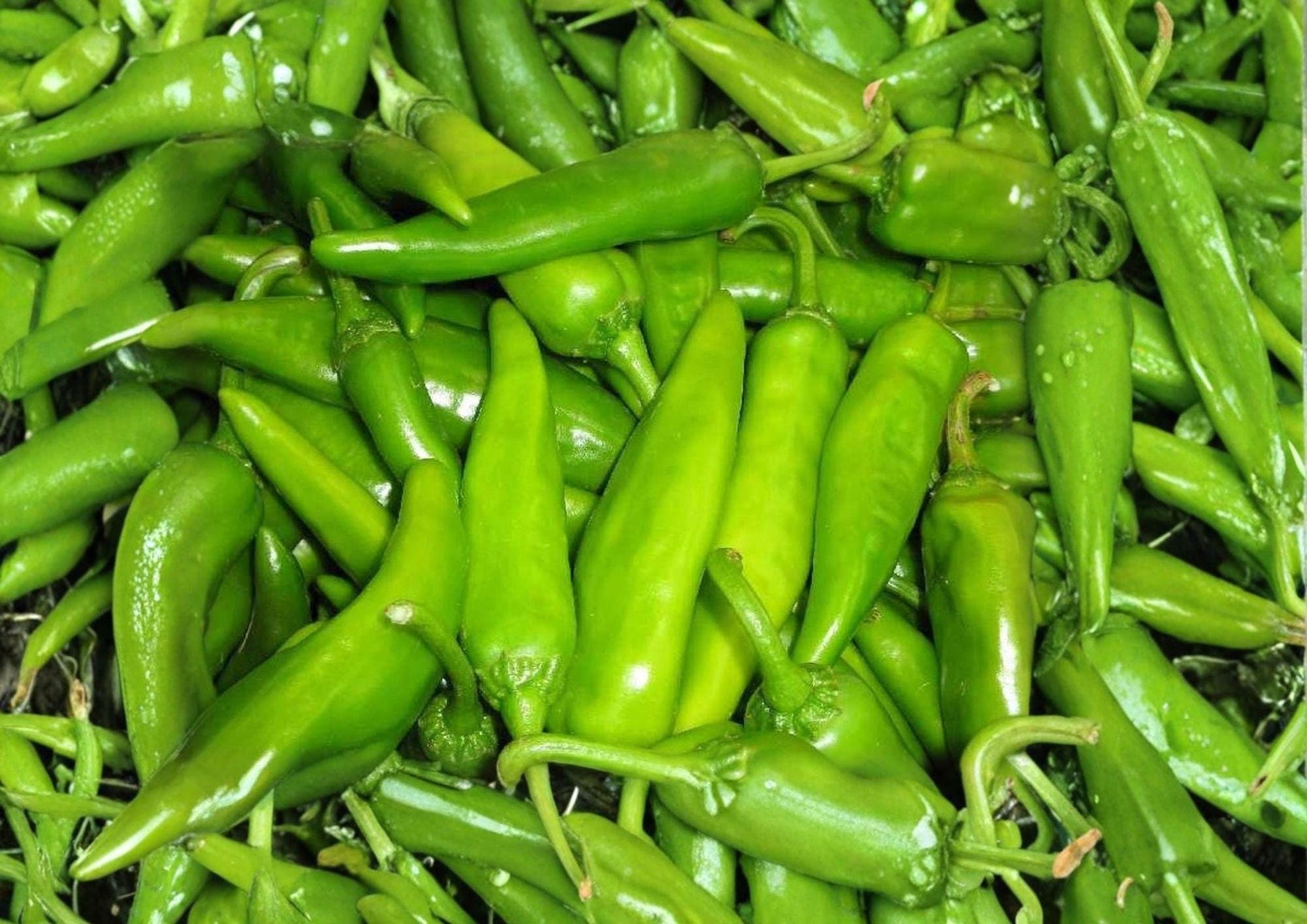 Lumbre Hot Pepper Seeds – 25 Heirloom Fiery Red Chili Vegetable Seeds for Garden Growing - BloomHavenNursery