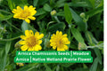Arnica Chamissonis Seeds | Meadow Arnica Wildflower Seeds for Wetlands & Prairie Gardens | Native North American Perennial Plant