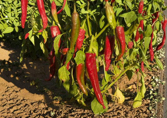 Ms. Junie Hot Pepper Seeds – 50 Heirloom Vegetable Seeds for Warm Season Garden, Spicy Red Peppers, Capsicum annuum