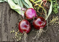 Red Grano Onion Seeds – Heirloom Vegetable Seeds for Sweet Bulbs, Warm Climate Garden Growing