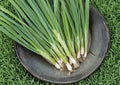 Evergreen Bunching Onion Seeds – Heirloom Vegetable for Mild Scallions, Spring & Fall Garden, 50 Seeds