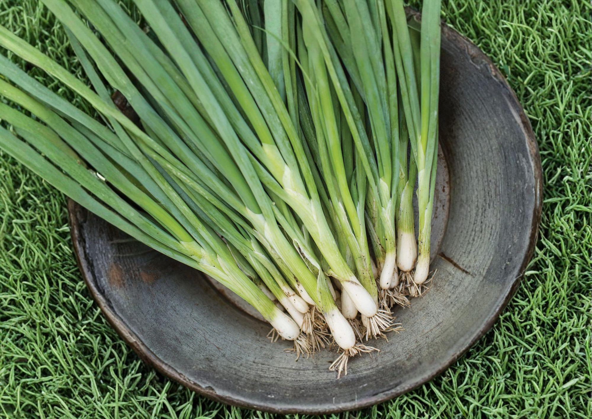 Evergreen Bunching Onion Seeds – Heirloom Vegetable for Mild Scallions, Spring & Fall Garden, 50 Seeds