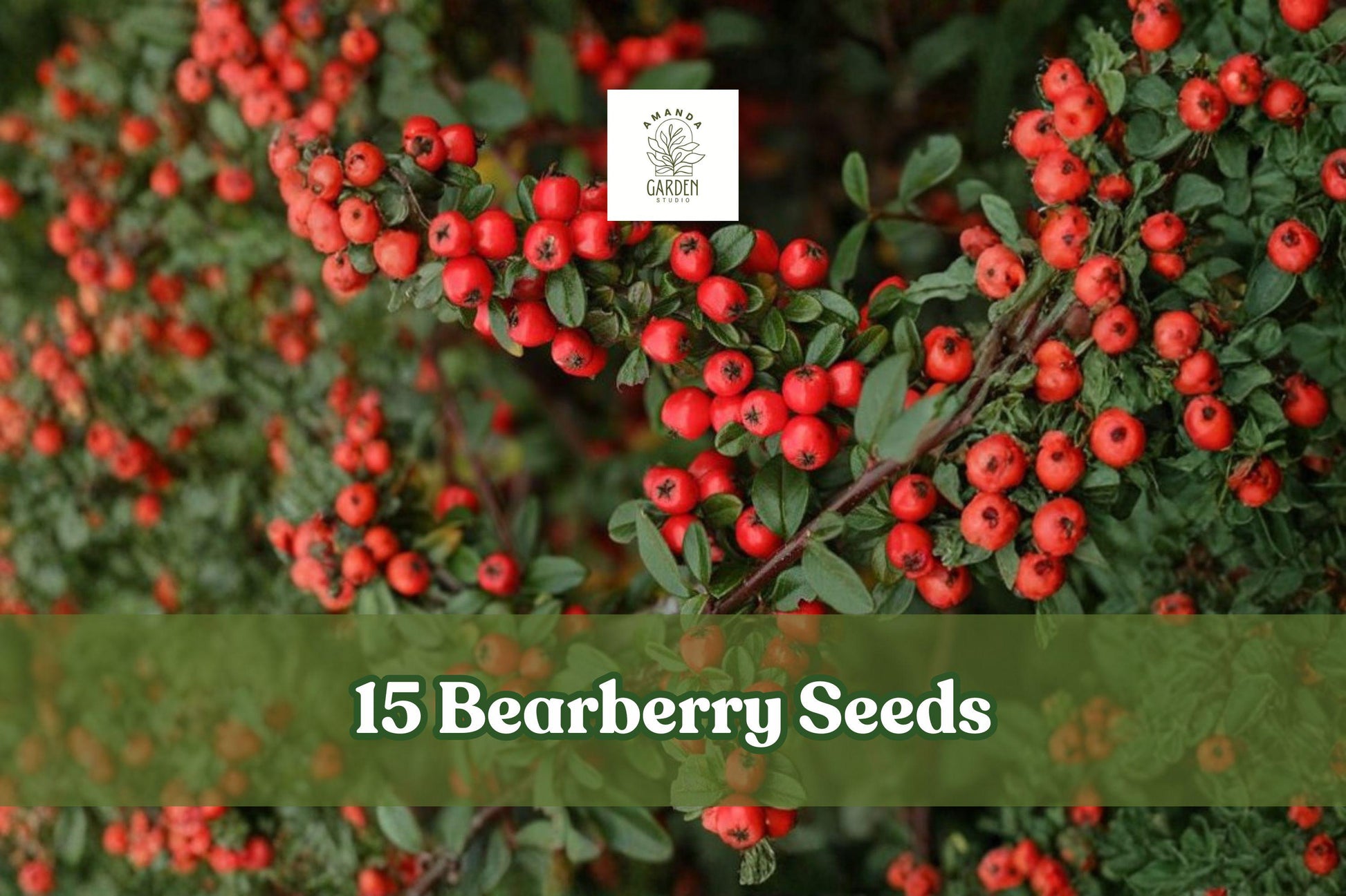15 Bearberry Seeds – Arctostaphylos uva-ursi Evergreen Ground Cover with Red Berries, Low-Growing Shrub for Rock Gardens & Slopes