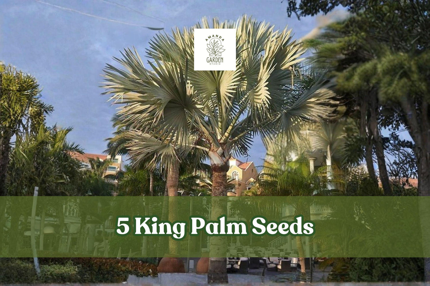 5 King Palm Seeds – Archontophoenix spp. Tropical Palm Tree for Landscaping & Containers
