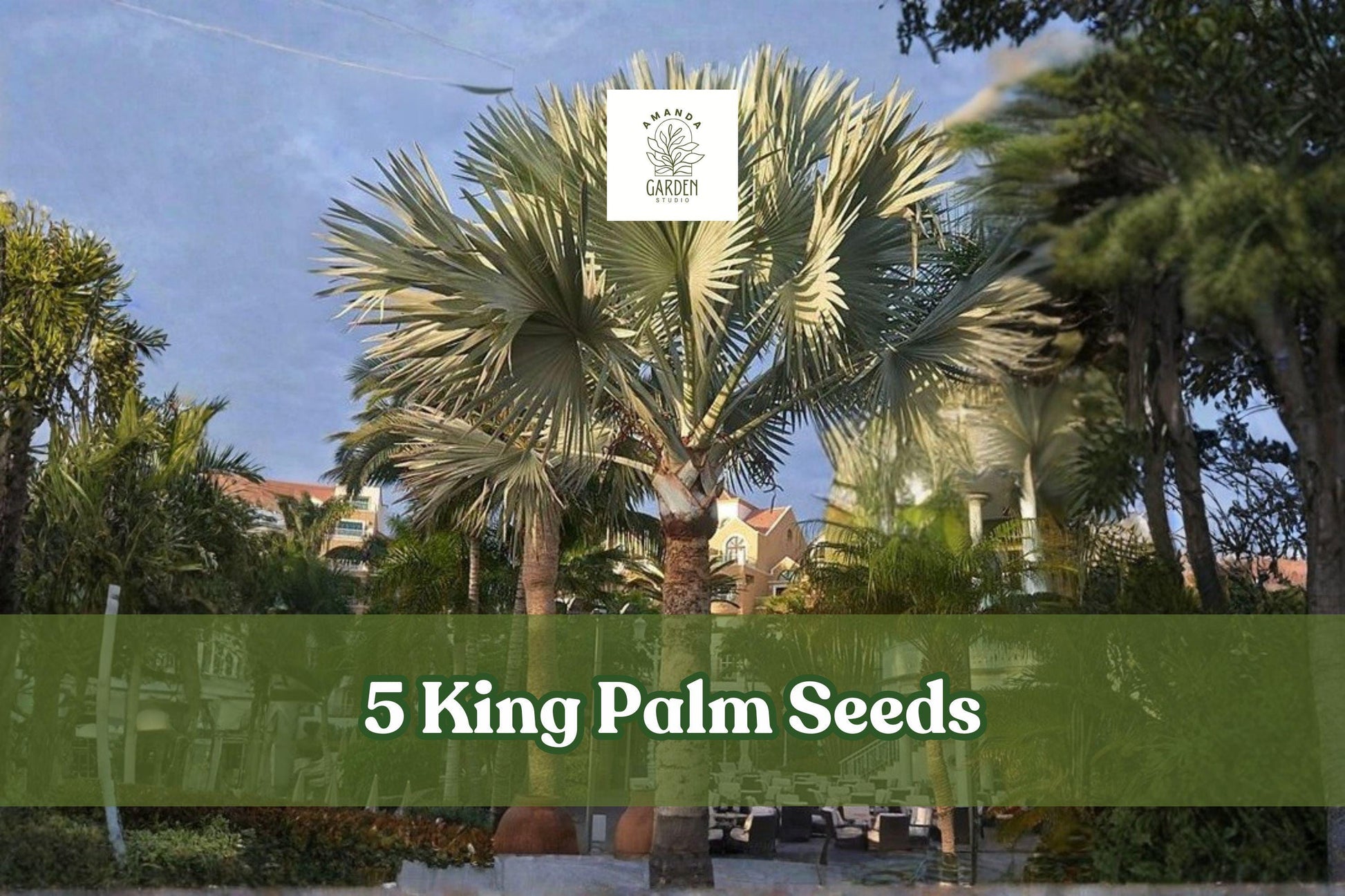 5 King Palm Seeds – Archontophoenix spp. Tropical Palm Tree for Landscaping & Containers