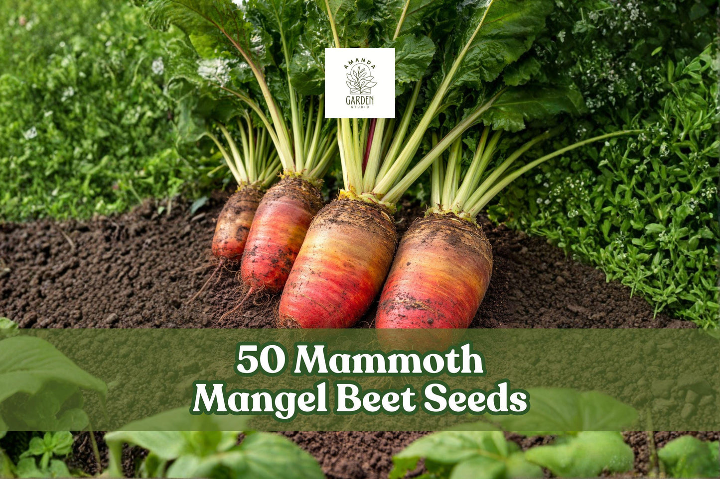 50 Mammoth Mangel Beet Seeds – Large Heirloom Beta vulgaris Root Vegetable for Garden Beds