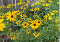 Rudbeckia Hirta Green Eyes Seeds – Wildflower for Pollinator Gardens and Summer Flower Beds – Fast Growing, Unique Green Center