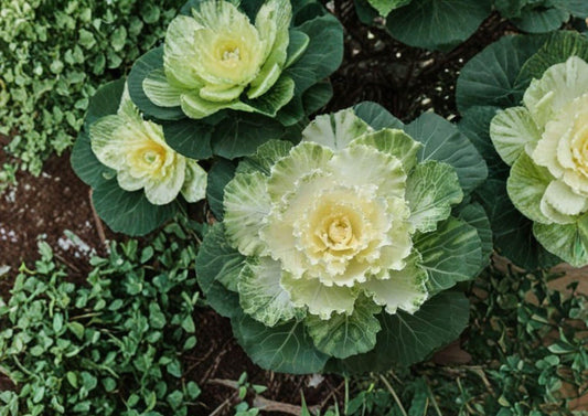 Ornamental Kale Seeds 25 Pack - Brassica Oleracea Non-GMO Decorative Foliage Plant for Fall Winter Garden Beds