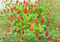 Crimson Clover Seeds 300 Pack – Dixie Trifolium Incarnatum Non-GMO Cover Crop for Pollinators Soil Improvement