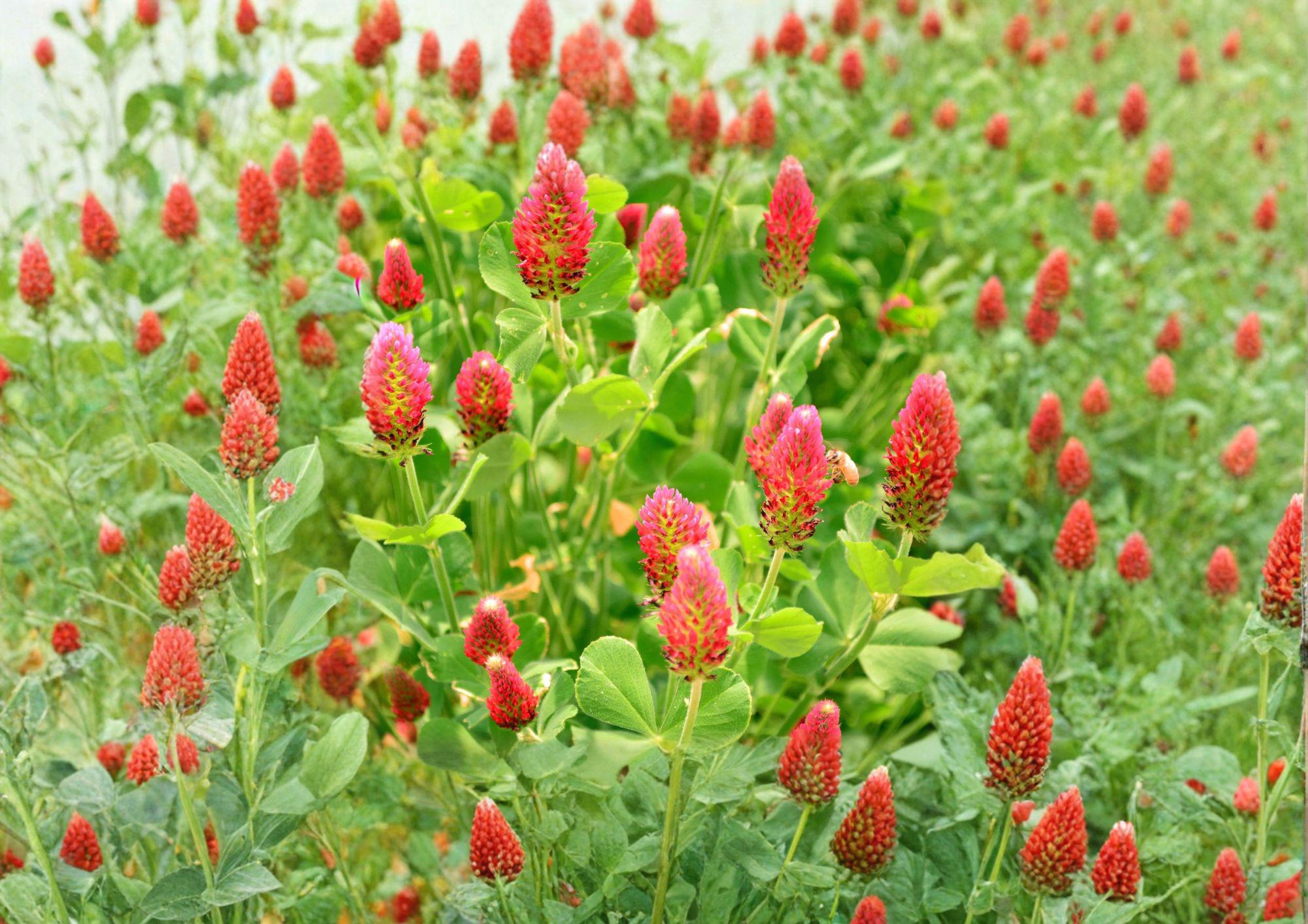 Crimson Clover Seeds 300 Pack – Dixie Trifolium Incarnatum Non-GMO Cover Crop for Pollinators Soil Improvement