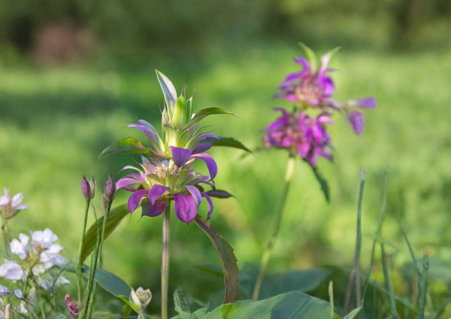 Monarda Citriodora Lemon Bee Balm Seeds - Aromatic Herb for Pollinator Gardens - Lemon Mint Fragrant Plant