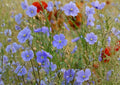 Common Flax Seeds 200 Pack Blue Flowering Pollinator Plant for Garden Beds, Fiber & Edible Seeds, Linum usitatissimum