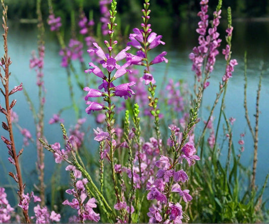 Obedient Plant Live Pond Plant – Lavender Water Garden Flower – Hardy Bog & Marginal Aquatic Plant – Physostegia