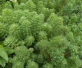 Live Parrot's Feather Aquatic Plant – Floating & Planted Water Garden, Green Foliage, Myriophyllum aquaticum