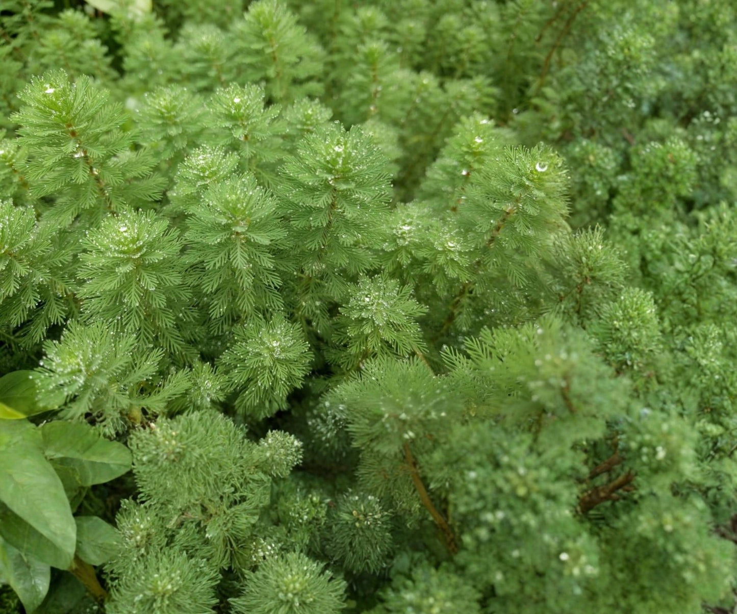 Live Parrot's Feather Aquatic Plant – Floating & Planted Water Garden, Green Foliage, Myriophyllum aquaticum