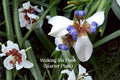 Walking Iris Plant | Neomarica gracilis | Exotic Flowering Indoor & Garden Plant | White & Blue Flowers | Hardy USDA Zones 7b+