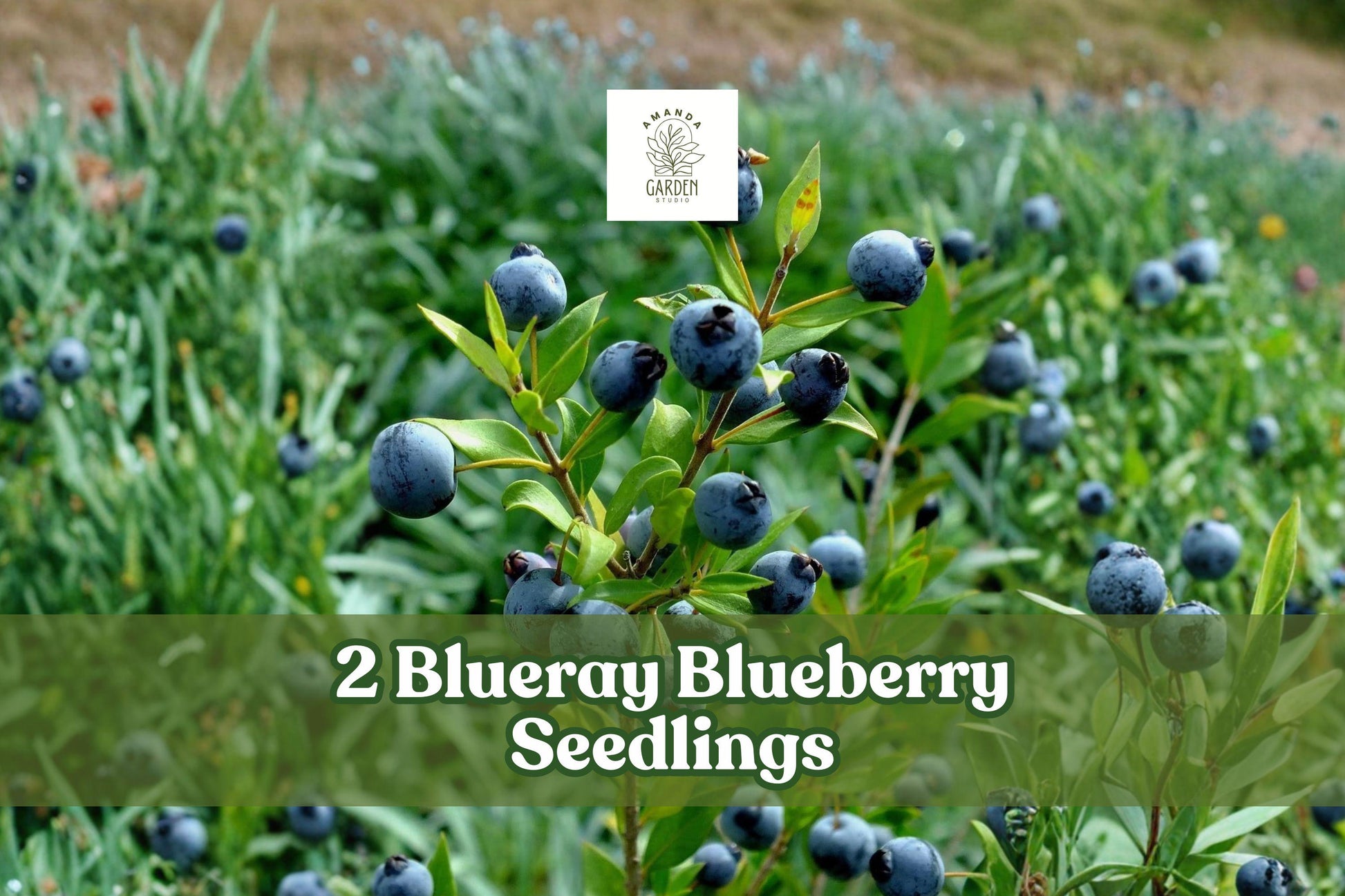 Blueberry Seedlings – 2 Blueray Vaccinium corymbosum Fruit Bushes for Garden, Berry Production, Full Sun