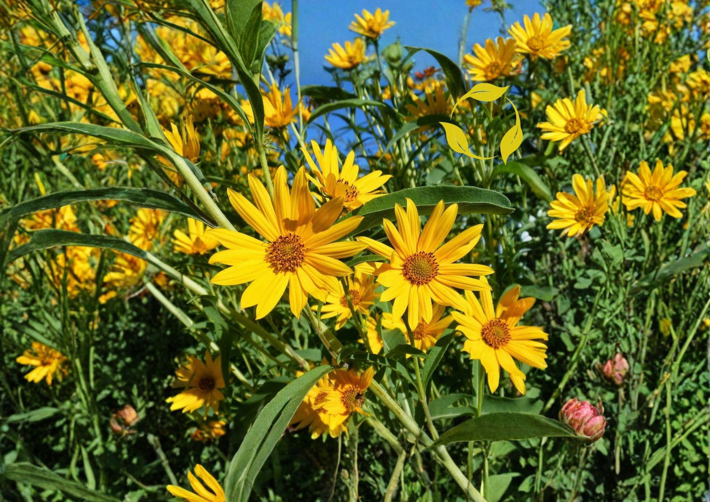 Maximilian Sunflower Seeds 500 Pack - Tall Native Perennial Helianthus Maximiliani for Pollinator Gardens
