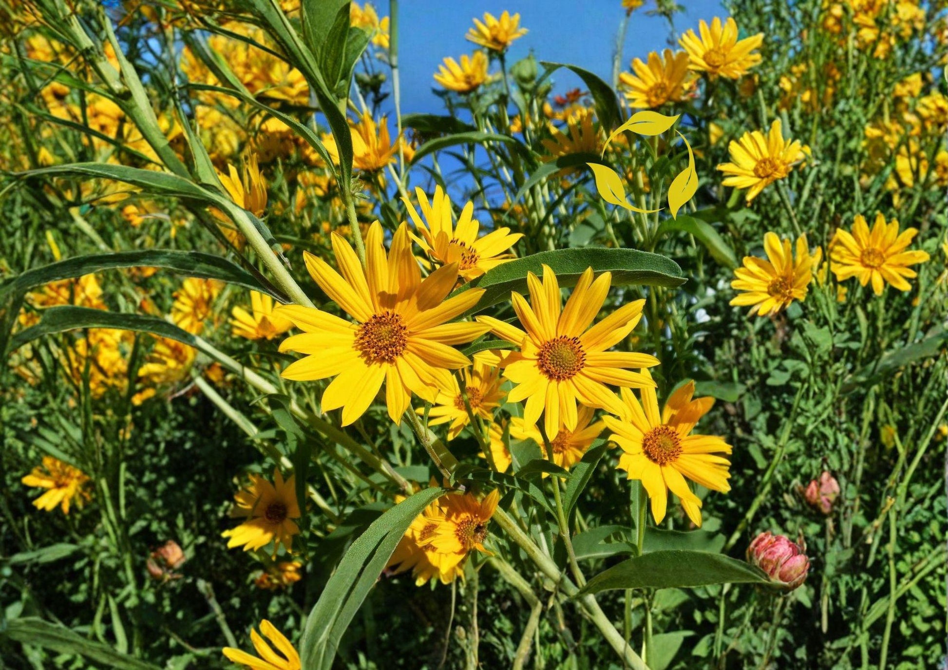 Maximilian Sunflower Seeds 500 Pack - Tall Native Perennial Helianthus Maximiliani for Pollinator Gardens