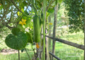 Carolina Pickling Cucumber Seeds F1 Hybrid 50 Pack – Early, Productive Variety for Pickles & Vegetable Gardens