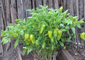 Heirloom Cubanelle Pepper Seeds – Long Light Green Frying Peppers, Warm Season Garden Veggies, Easy to Grow