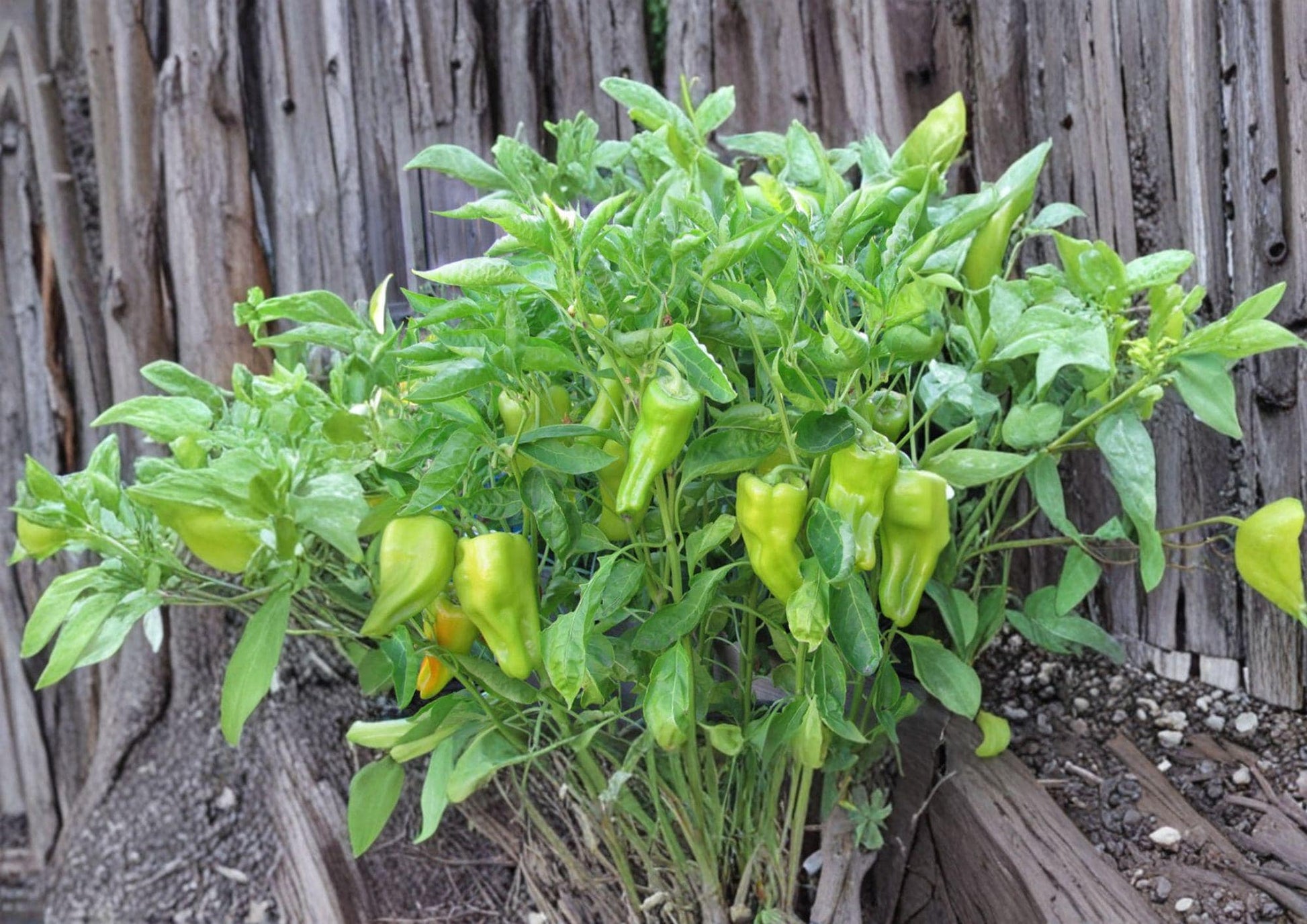 Heirloom Cubanelle Pepper Seeds – Long Light Green Frying Peppers, Warm Season Garden Veggies, Easy to Grow
