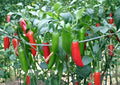 Serrano Tampiqueno Hot Pepper Seeds – 25 Heirloom Green and Red Chili Seeds for Spicy Garden Growing