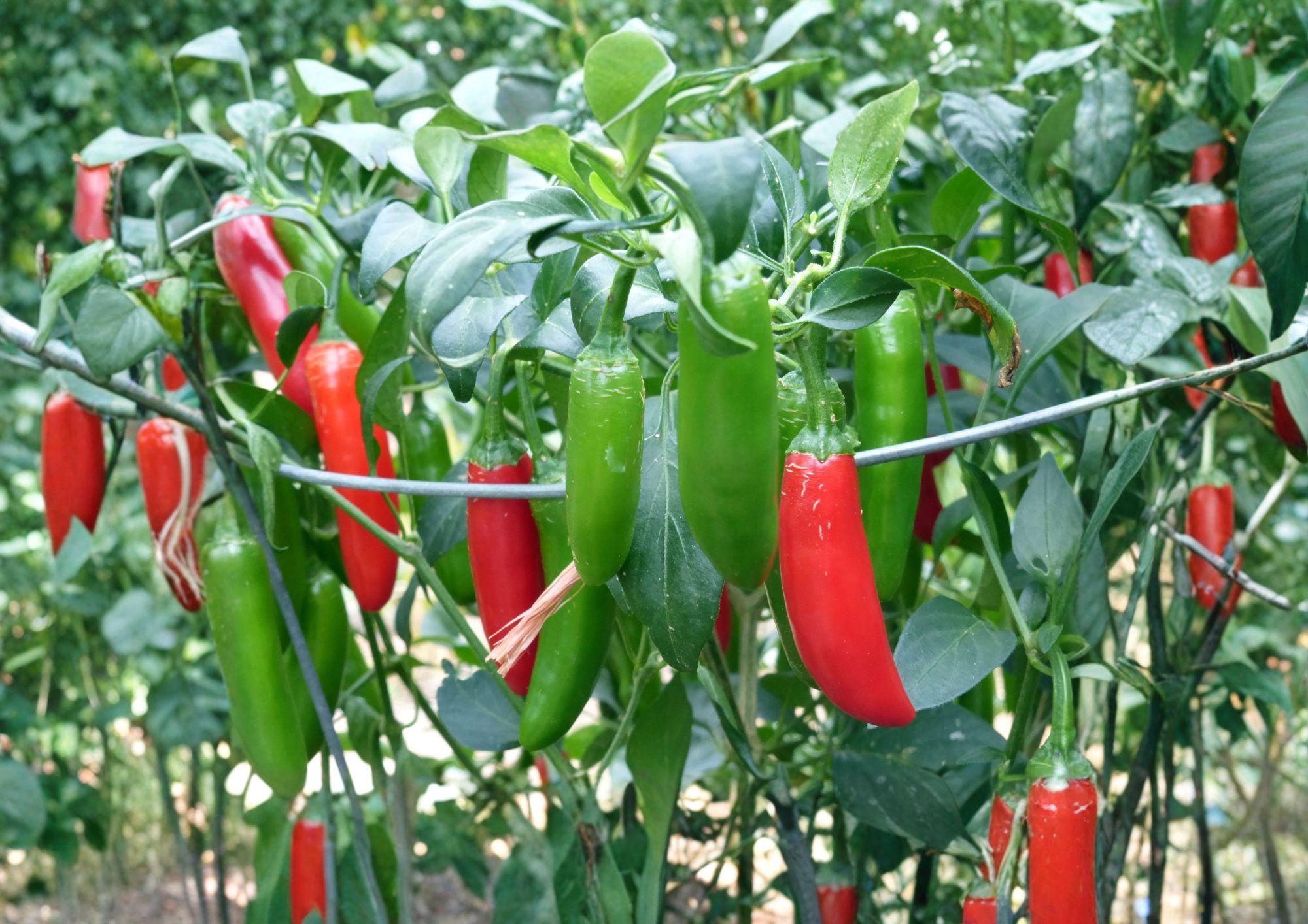 Serrano Tampiqueno Hot Pepper Seeds – 25 Heirloom Green and Red Chili Seeds for Spicy Garden Growing