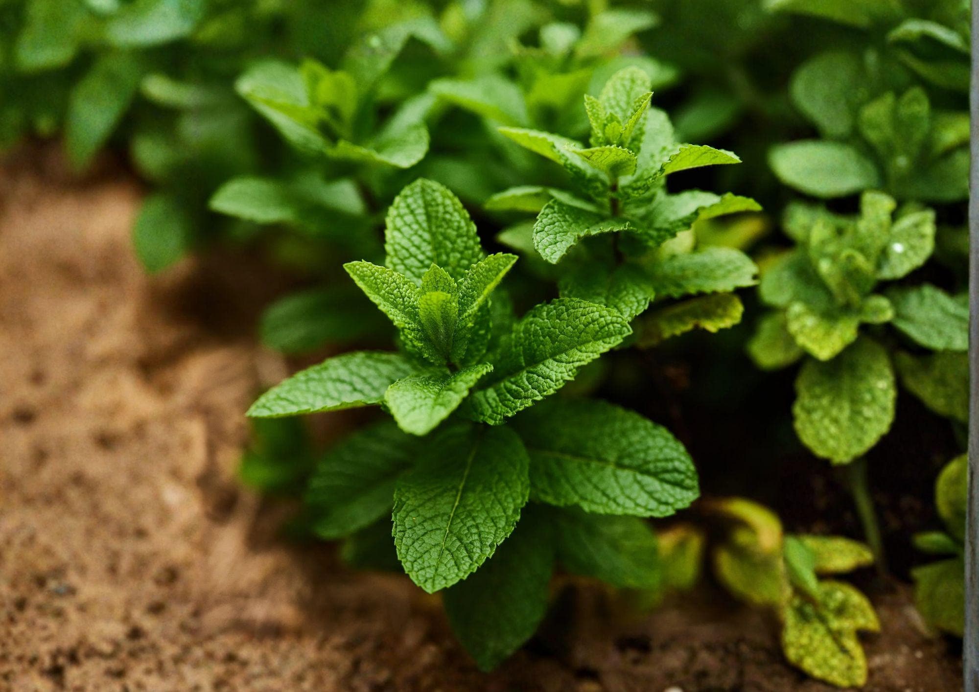 Spearmint Herb Seeds – 100 Heirloom Aromatic Mint Seeds for Culinary Garden Growing