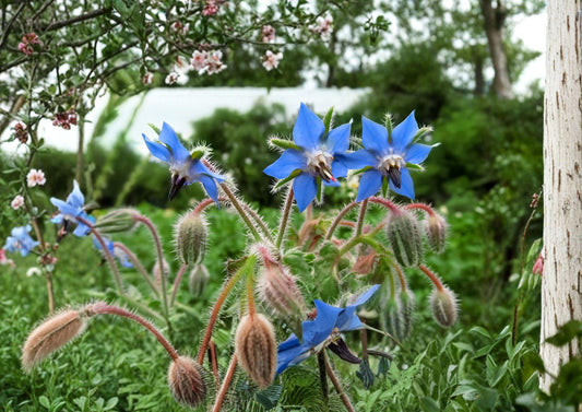 Heirloom Borage Seeds – Edible Blue Star Flowers, Pollinator Friendly Garden Seeds, Non-GMO Botanical Borage (Borago officinalis)
