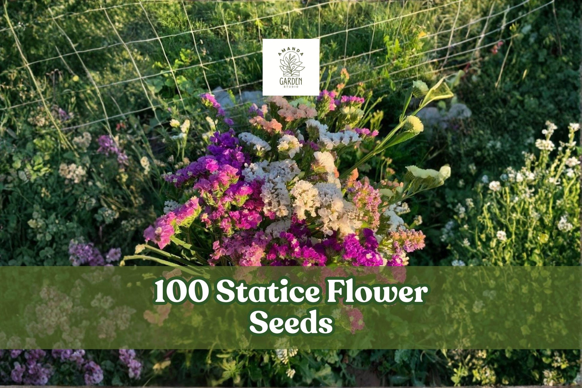 100 Statice Flower Seeds Mixed Colors | Annual Cut & Dried Flowers | Limonium spp.