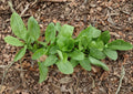 Large Leaf Sorrel Herb Seeds – 100 Heirloom Perennial Garden Seeds – Fast Growing Edible Herb – Rumex acetosa