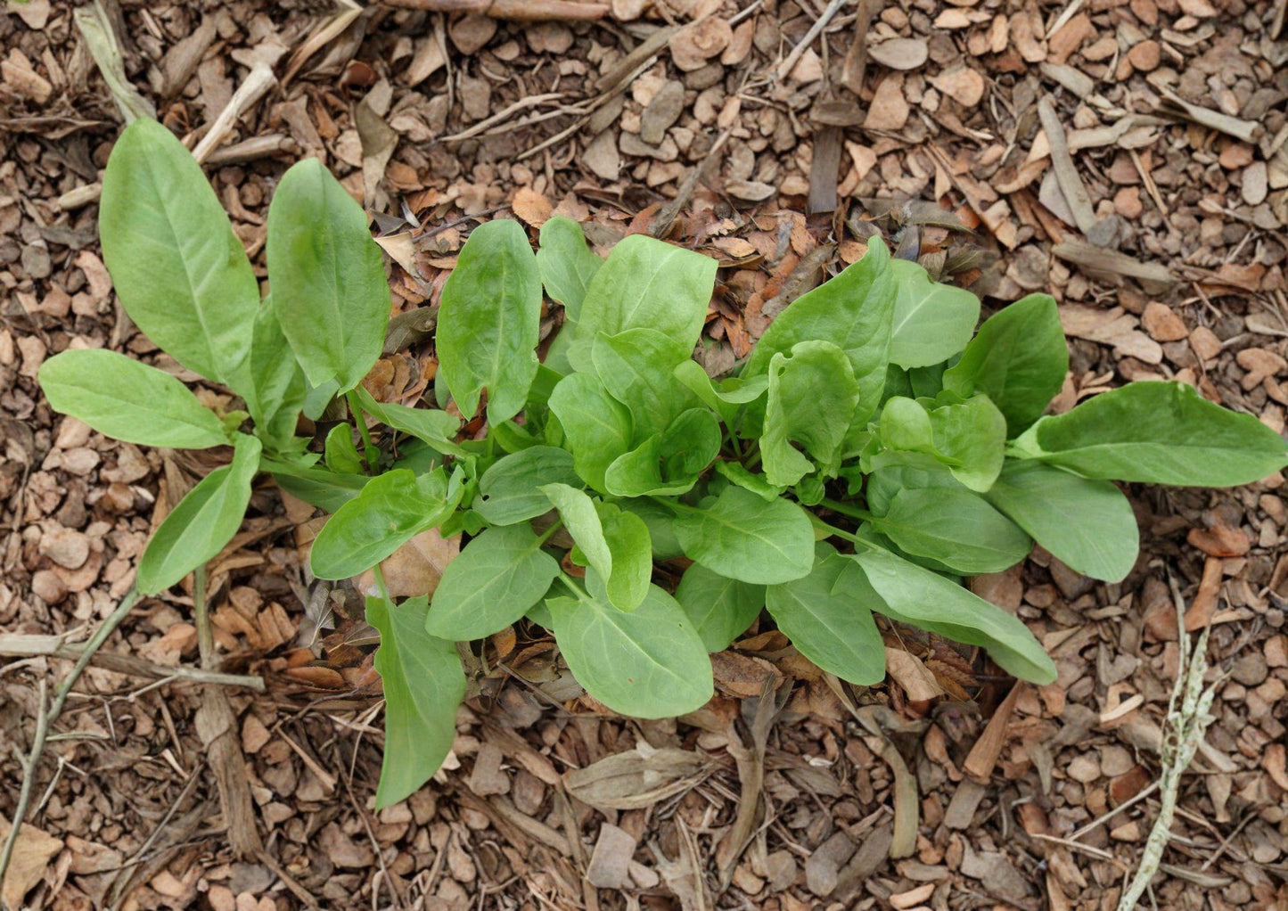 Large Leaf Sorrel Herb Seeds – 100 Heirloom Perennial Garden Seeds – Fast Growing Edible Herb – Rumex acetosa