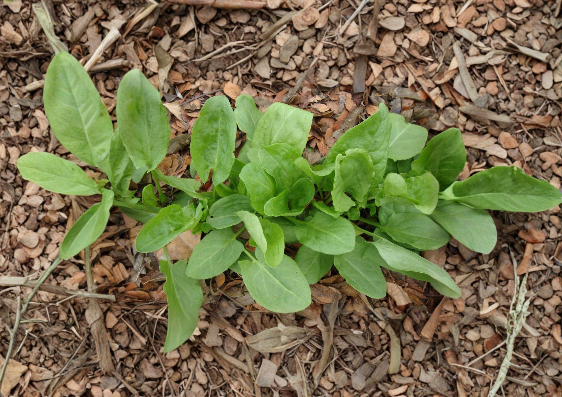 Large Leaf Sorrel Herb Seeds – 100 Heirloom Perennial Garden Seeds – Fast Growing Edible Herb – Rumex acetosa