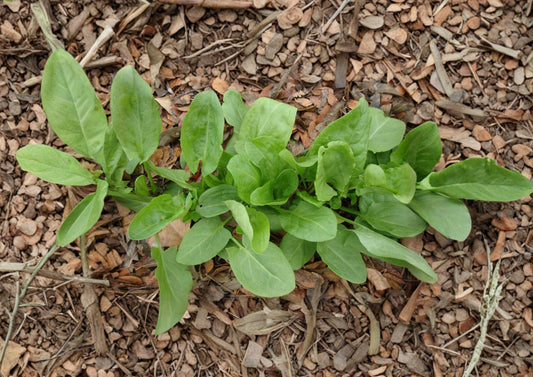Large Leaf Sorrel Herb Seeds – 100 Heirloom Perennial Garden Seeds – Fast Growing Edible Herb – Rumex acetosa