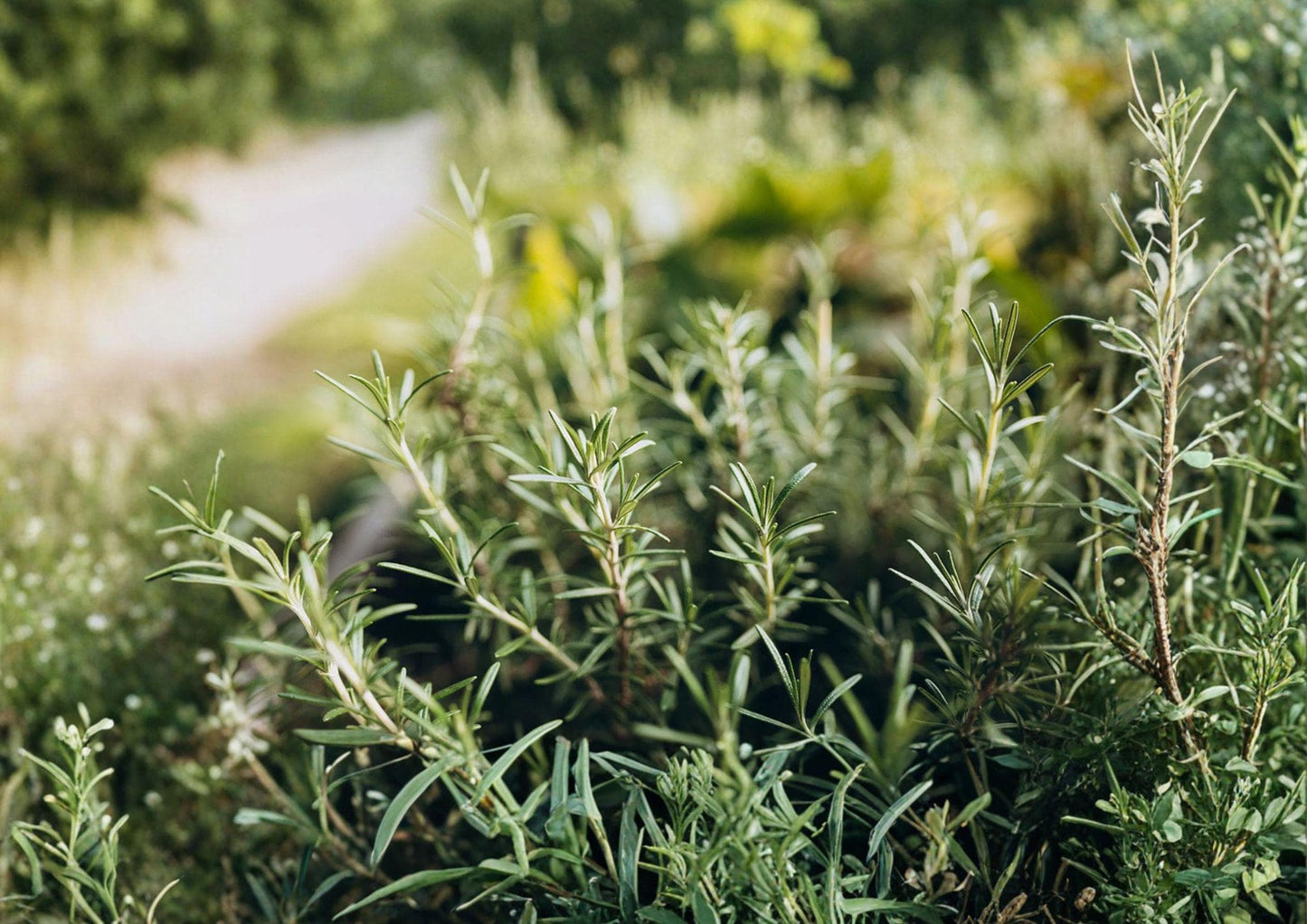 Heirloom Rosemary Herb Seeds – Aromatic Evergreen Culinary Garden Seeds – Rosmarinus officinalis – 50 Pack