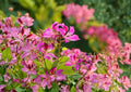 Bauhinia Purpurea Seeds – 10 Orchid Tree Flower Seeds, Purple Blooms, Tropical Garden Plant, Fast Shipping