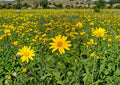 Heliopsis Helianthoides Seeds – 100 Perennial Yellow Daisy Flower Seeds for Garden Growing – Non-GMO