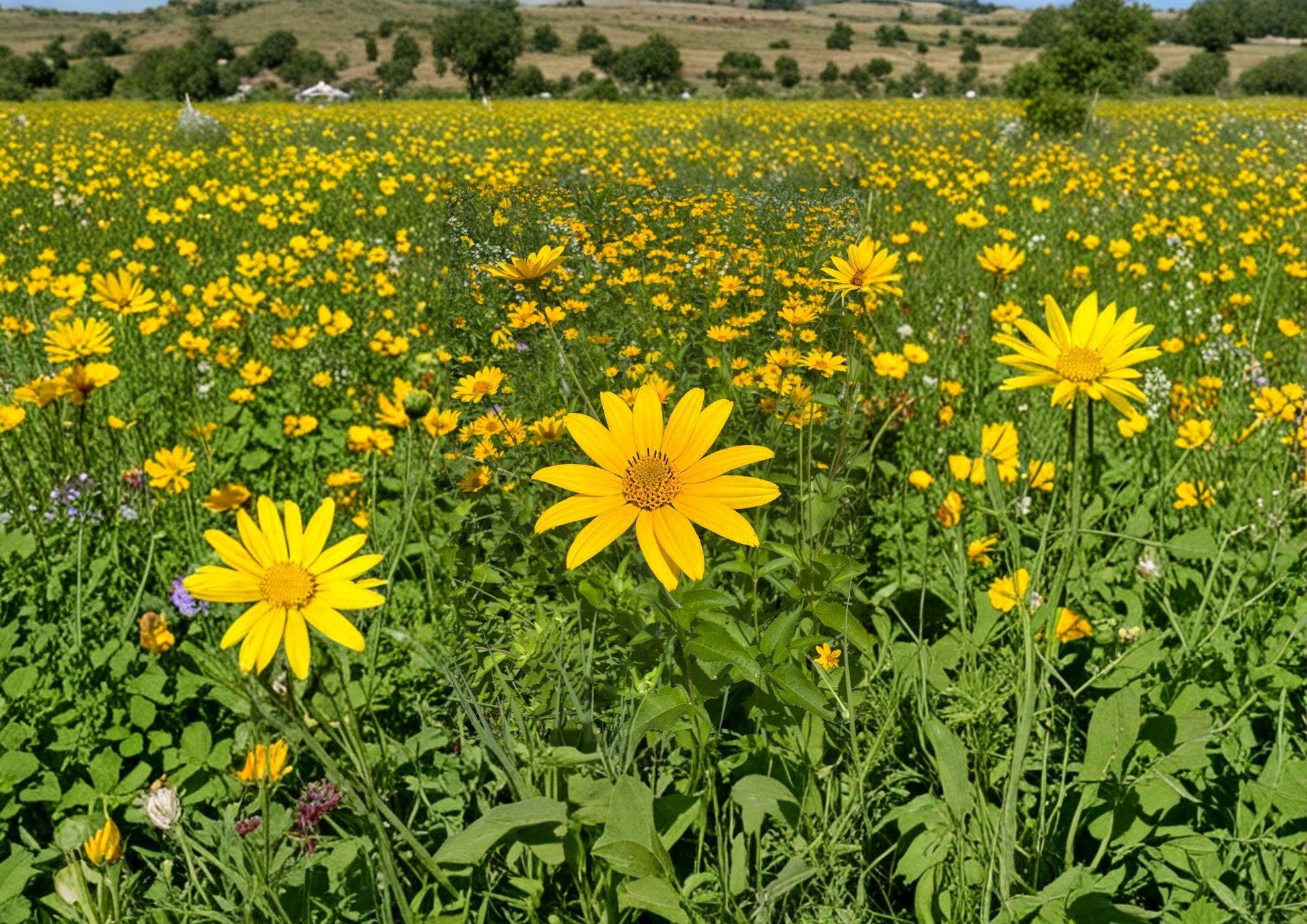 Heliopsis Helianthoides Seeds – 100 Perennial Yellow Daisy Flower Seeds for Garden Growing – Non-GMO