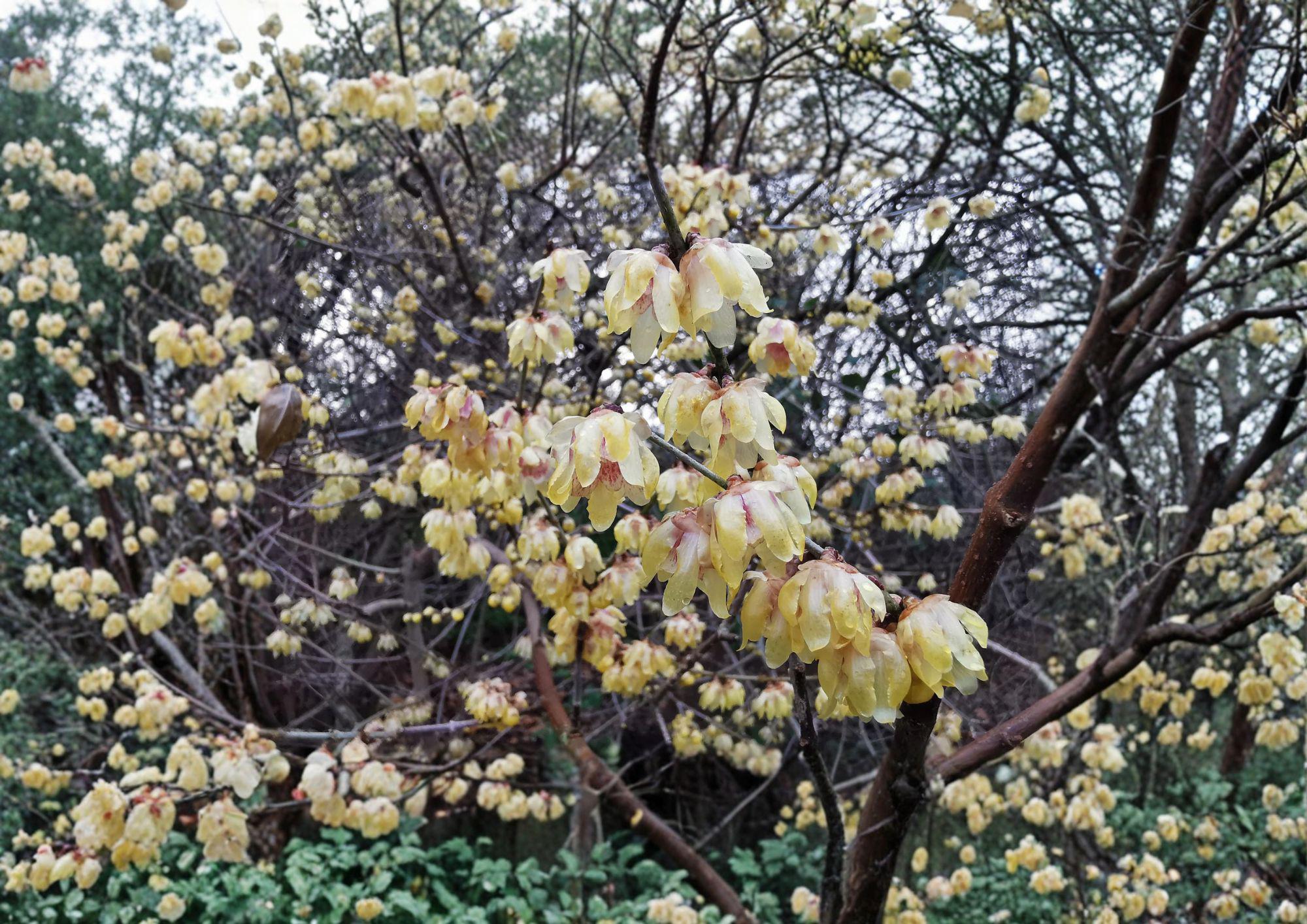 Wintersweet Seeds – Fragrant Yellow Winter Blooms, Ornamental Tree Garden Plant, Easy to Grow, Chimonanthus praecox