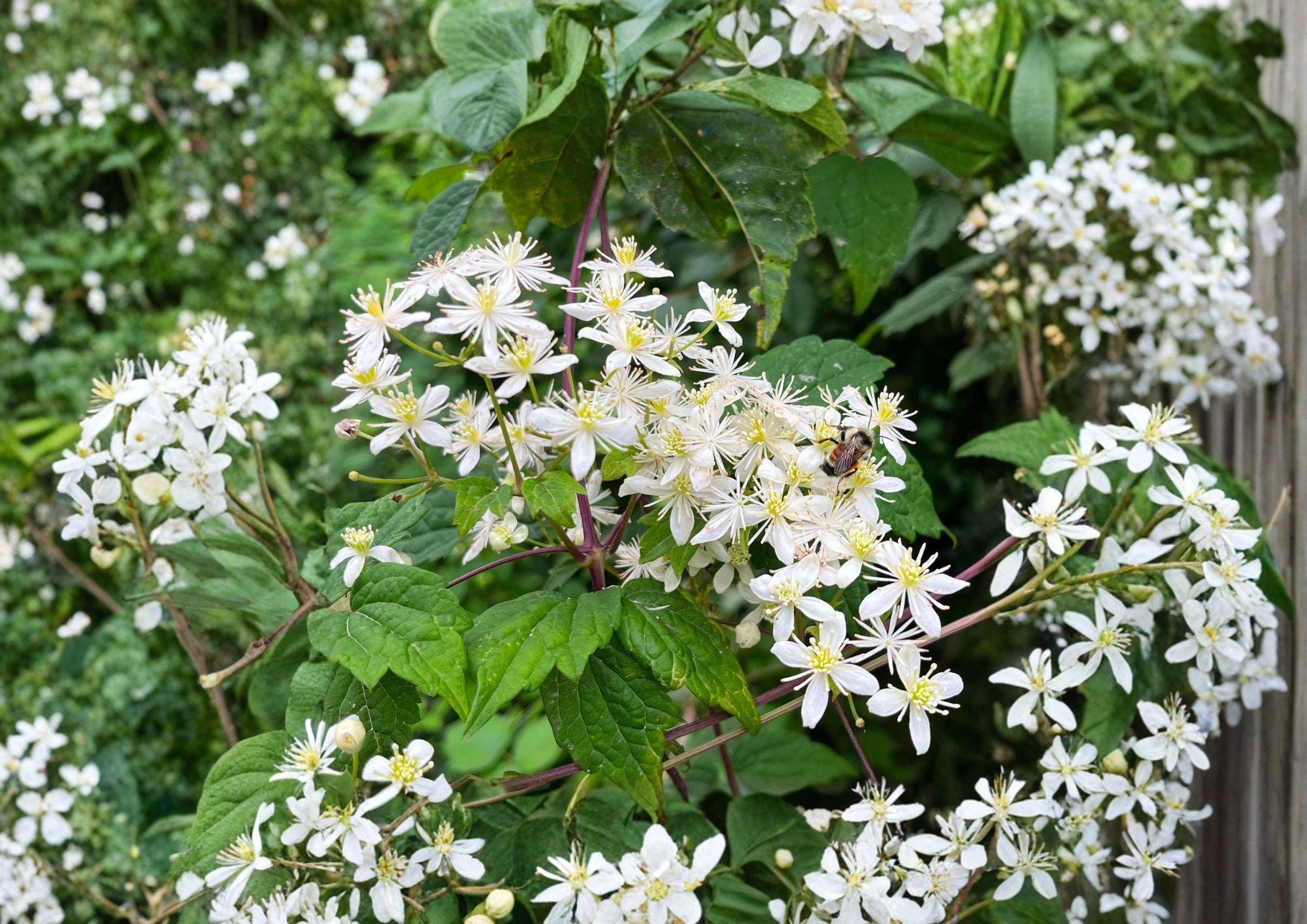 Clematis Virginiana Seeds – 50 Native Climbing Vine Seeds with White Fragrant Blooms, Easy to Grow, Wild Clematis Plant Seeds