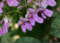 Wild Kidney Bean Vine Seeds – Native Climbing Perennial Plant for Garden Growing, 5 Seeds - Phaseolus coccineus