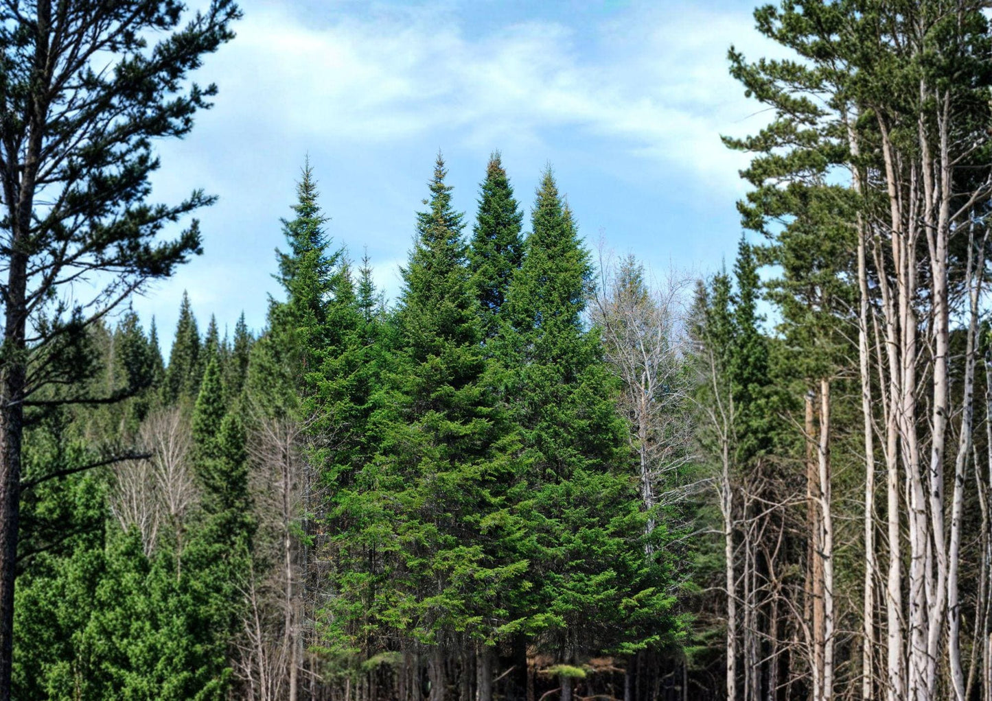 Lake State Balsam Fir Seeds – 30 Evergreen Tree Seeds, Fragrant Needles, Hardy Forest Garden, Abies balsamea