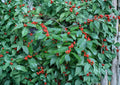 Winterberry Holly Seeds – 25 Ilex verticillata for Red Berries, Ornamental Garden Plant, Fast Shipping