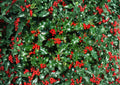 English Holly Seeds – 10 Ilex Aquifolium Evergreen Red Berry Plant Seeds for Garden, Landscaping, and Wildlife
